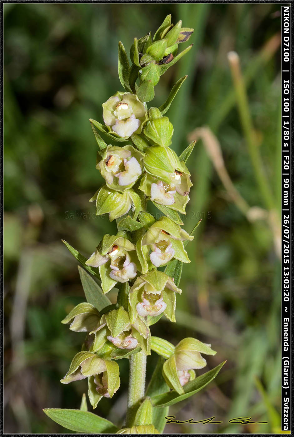 Epipactis helleborine dalla Svizzera